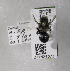  (Osmia n. sp. aff. sladeni - CCDB-03758 C12)  @13 [ ] CreativeCommons - Attribution Non-Commercial Share-Alike (2010) Unspecified York University