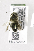  (Osmia odontogaster - CCDB-03758 D02)  @13 [ ] CreativeCommons - Attribution Non-Commercial Share-Alike (2010) Unspecified York University