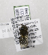  (Osmia watsoni - CCDB-03758 F03)  @13 [ ] CreativeCommons - Attribution Non-Commercial Share-Alike (2010) Unspecified York University