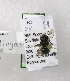  (Osmia liogastra - CCDB-03758 G12)  @13 [ ] CreativeCommons - Attribution Non-Commercial Share-Alike (2010) Unspecified York University