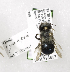  (Osmia cyaneonitens - CCDB-03758 G04)  @13 [ ] CreativeCommons - Attribution Non-Commercial Share-Alike (2010) Unspecified York University