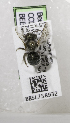  (Osmia titusi - CCDB-03758 H08)  @13 [ ] CreativeCommons - Attribution Non-Commercial Share-Alike (2010) Unspecified York University