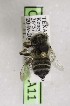  (Megachile mucorosa - CCDB-03768 A11)  @13 [ ] CreativeCommons - Attribution Non-Commercial Share-Alike (2010) Unspecified York University