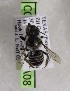  (Megachile casadae - CCDB-03768 A08)  @13 [ ] CreativeCommons - Attribution Non-Commercial Share-Alike (2010) Unspecified York University