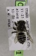  (Megachile subanograe - CCDB-03768 B01)  @11 [ ] CreativeCommons - Attribution Non-Commercial Share-Alike (2010) Unspecified York University
