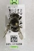  (Megachile gravita - CCDB-03768 B10)  @13 [ ] CreativeCommons - Attribution Non-Commercial Share-Alike (2010) Unspecified York University