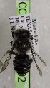  (Megachile dakotensis - CCDB-03768 C02)  @12 [ ] CreativeCommons - Attribution Non-Commercial Share-Alike (2010) Unspecified York University