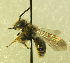  ( - CCDB-03769 E03)  @12 [ ] CreativeCommons - Attribution Share-Alike (2019) Royal Saskatchewan Museum Royal Saskatchewan Museum