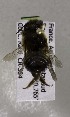  (Megachile melanogaster - CCDB-03771 A10)  @12 [ ] CreativeCommons - Attribution Non-Commercial Share-Alike (2010) Unspecified York University