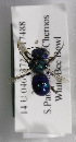  (Osmia sp. aff. ednae - CCDB-06704 E08)  @12 [ ] Unspecified (default): All Rights Reserved (2011) Unspecified York University