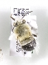  (Habropoda sp. aff. depressa - CCDB-06705 A08)  @13 [ ] Unspecified (default): All Rights Reserved  Unspecified Unspecified