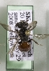  (Sphecodes SK-1 - CCDB-06706 G05)  @13 [ ] Unspecified (default): All Rights Reserved (2010) Unspecified York University