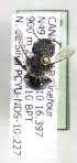  (Osmia sp. aff. cyaneonitens - CCDB-09671 E04)  @12 [ ] Unspecified (default): All Rights Reserved (2011) Unspecified York University