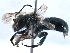  ( - CCDB-09869 E08)  @12 [ ] CreativeCommons - Attribution (2016) CBG Photography Group Centre for Biodiversity Genomics