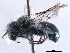  (Osmia atriventris - CCDB-09869 E10)  @14 [ ] CreativeCommons - Attribution (2016) CBG Photography Group Centre for Biodiversity Genomics