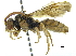  ( - CCDB-09916 A01)  @11 [ ] CreativeCommons - Attribution (2016) CBG Photography Group Centre for Biodiversity Genomics