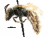  (Lasioglossum cf. pilosellum - CCDB-09916 A10)  @11 [ ] CreativeCommons - Attribution (2016) CBG Photography Group Centre for Biodiversity Genomics
