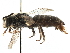  (Calliopsis CAL02 - CCDB-09916 A11)  @14 [ ] CreativeCommons - Attribution (2016) CBG Photography Group Centre for Biodiversity Genomics
