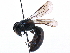  ( - CCDB-09916 B06)  @13 [ ] CreativeCommons - Attribution (2016) CBG Photography Group Centre for Biodiversity Genomics