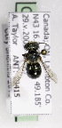  (Osmia sp. aff. albiventris - CCDB-09999 C12)  @12 [ ] Unspecified (default): All Rights Reserved (2011) Unspecified York University
