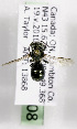  (Osmia michiganensis - CCDB-09999 D08)  @12 [ ] Unspecified (default): All Rights Reserved (2011) Unspecified York University