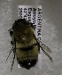  (Megachile SSAM01 - CCDB-12076 A04)  @12 [ ] Unspecified (default): All Rights Reserved (2011) Unspecified York University