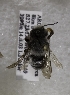  (Megachile ARG12 - CCDB-12076 A10)  @12 [ ] Unspecified (default): All Rights Reserved (2011) Unspecified York University