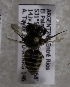  (Megachile ARG11 - CCDB-12076 B02)  @12 [ ] Unspecified (default): All Rights Reserved (2011) Unspecified York University