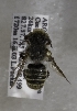  (Megachile sp. aff. botucatuna - CCDB-12076 B07)  @12 [ ] Unspecified (default): All Rights Reserved (2011) Unspecified York University