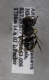  (Megachile ARG13 - CCDB-12076 B08)  @12 [ ] Unspecified (default): All Rights Reserved (2011) Unspecified York University