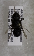  (Megachile ARG14 - CCDB-12076 B09)  @11 [ ] Unspecified (default): All Rights Reserved (2011) Unspecified York University