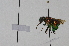  ( - FE730)  @11 [ ] by-nc-nd (2021) Unspecified University of Vienna, Department of Botany and Biodiversity Research