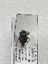  (Onthophagus nabeleki - MUTPL-CISEC-0000878)  @11 [ ] CYC (2024) UTPL UTPL