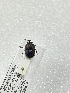  (Onthophagus dicranoides - MUTPL-CISEC-0041635)  @11 [ ] CYC (2024) UTPL UTPL