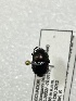  ( - MUTPL-CISEC-0041876)  @11 [ ] CYC (2024) UTPL UTPL