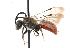  (Sphecodes ranunculi - GUE06-BEES-137)  @14 [ ] CreativeCommons - Attribution (2009) Unspecified Centre for Biodiversity Genomics
