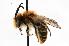  ( - GUE06-BEES-228)  @14 [ ] CreativeCommons - Attribution (2009) Unspecified Centre for Biodiversity Genomics
