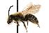  ( - GUE06-BEES-268)  @14 [ ] CreativeCommons - Attribution (2009) Unspecified Centre for Biodiversity Genomics