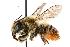  (Megachile latimanus - GUE06-BEES-315)  @15 [ ] CreativeCommons - Attribution (2009) Unspecified Centre for Biodiversity Genomics