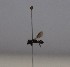  (Hylaeus taeniolatus - 1101.MB)  @11 [ ] Copyright (2019) MCAST Unspecified