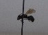  ( - 1208.MB)  @11 [ ] Copyright (2019) MCAST Unspecified
