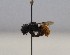  (Osmia kohli - 1220.MB)  @11 [ ] Copyright (2019) MCAST Unspecified