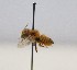  (Megachile schmiedeknechti - 1673.MB)  @11 [ ] Copyright (2019) MCAST Unspecified