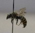  (Osmia tunensis - 757.MB)  @11 [ ] Copyright (2019) MCAST Unspecified
