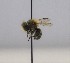  (Osmia notata - 782.MB)  @11 [ ] Copyright (2019) MCAST Unspecified