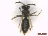  ( - IRBI_Imagho_AU1)  @11 [ ] CreativeCommons  Attribution Non-Commercial Share-Alike (2022) Lorène Marchal IRBI