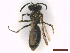  ( - IRBI_Imagho_BN1)  @11 [ ] CreativeCommons  Attribution Non-Commercial Share-Alike (2022) Lorène Marchal IRBI