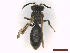  ( - IRBI_Imagho_BN8)  @11 [ ] CreativeCommons  Attribution Non-Commercial Share-Alike (2022) Lorène Marchal IRBI