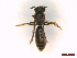  ( - IRBI_Imagho_CI2)  @11 [ ] CreativeCommons  Attribution Non-Commercial Share-Alike (2022) Lorène Marchal IRBI