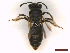  ( - IRBI_Imagho_CK6)  @11 [ ] CreativeCommons  Attribution Non-Commercial Share-Alike (2022) Lorène Marchal IRBI